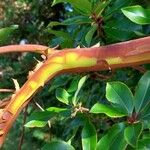 Arbutus × andrachnoides Leht