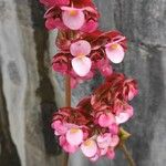 Begonia heracleifolia Flor