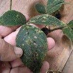 Vitis tiliifolia List