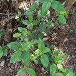 Viburnum tinus Leaf