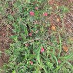 Indigofera volkensii Flors