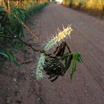 Mimosa tenuifloraFlors