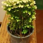 Selaginella kraussiana 整株植物