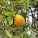 Eugenia pyriformis Fruit