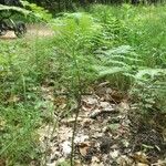 Botrychium virginianum その他の提案