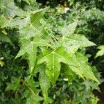 Acer truncatum Leaf