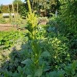 Amaranthus hybridus Blatt