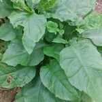 Nicotiana tabacum Blad