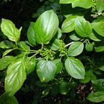 Rhamnus cathartica Leaf