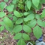 Aralia spinosa Blatt