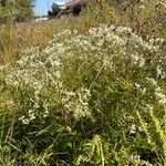 Eupatorium hyssopifolium Alkat (teljes növény)