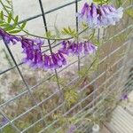 Vicia dasycarpa Flower