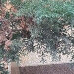Juniperus chinensis Leaf