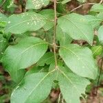 Viburnum prunifolium Лист