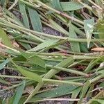 Eragrostis minor Feuille