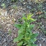 Solidago speciosa 叶