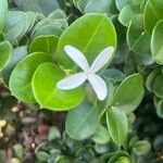 Carissa macrocarpa Flower