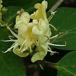 Lonicera xylosteum Blüte