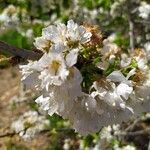 Prunus cerasusFlors