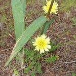 Urospermum dalechampiiBlüte