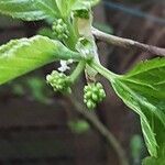 Morus nigra Fruit