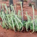 Euphorbia caput-medusae Leaf