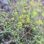 Bupleurum fruticescens Feuille