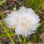 Eriophorum virginicum Fruto