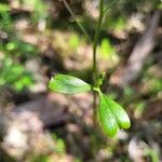 Ranunculus abortivus برگ