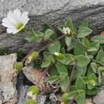 Cerastium alpinum 葉