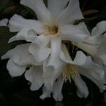 Rhododendron konori Blomst