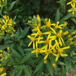 Senecio ovatus Flower