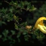 Keckiella antirrhinoides Кветка