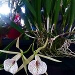 Brassavola nodosa Flor