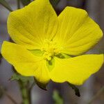 Ludwigia glandulosa Flower