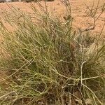 Leptadenia pyrotechnica Corteza