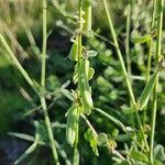 Crotalaria brevidens Fruto
