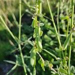 Crotalaria brevidens Φρούτο