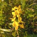 Lotus corniculatusŽiedas