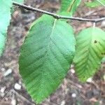 Nothofagus alpina ഇല