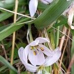 Colchicum cupanii Flor