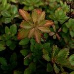 Sedum kamtschaticum Blatt