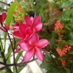 Plumeria rubra Blüte