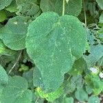 Dombeya burgessiae 葉