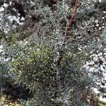 Cupressus arizonica पत्ता