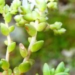 Sedum anglicum Leaf