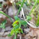 Euphorbia dulcis Kukka