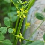 Trigonella stellata Blüte