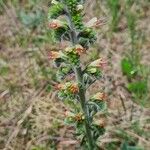 Echium flavum Flor