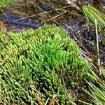 Lycopodium alpinum Blad